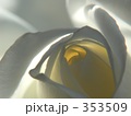白いバラ