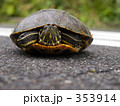 カメ