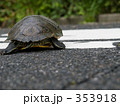 カメ