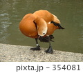 お化粧中のカモ？
