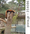 木の上でくつろぐ、レッサーパンダ！