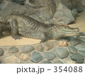 くつろぐ、家主？アリゲーター