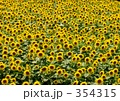 ひまわり畑