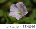 ひるがお