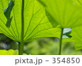 ハスの葉の下