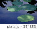 蓮池