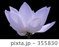 White lotus