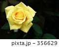 薔薇_038