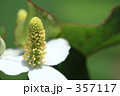 どくだみの花