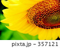 向日葵
