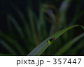 ヘイケ蛍