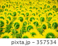 向日葵の後姿