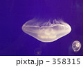 クラゲ