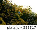 菊