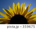 ひまわり