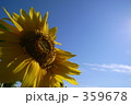 ひまわり