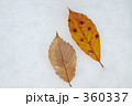 落ち葉