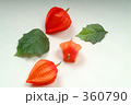 ホオズキイメージ