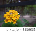 黄色い花