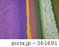 素材ナンバー 361691 : 「☆～【北海道・富良野・・虹色の花畑・・】～☆」