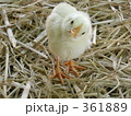 ひよこ