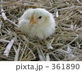 ひよこ