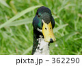 362290