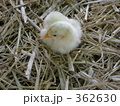 ひよこ