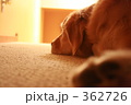 362726