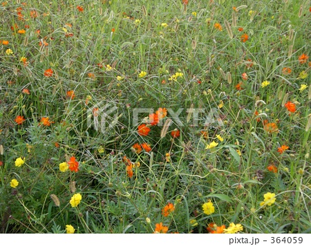 「緑色 花 黄色 ポピー オレンジ色 」の写真素材