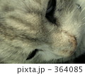 不機嫌な猫アップ