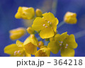菜の花