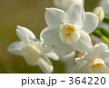 水仙の花