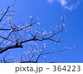 早春