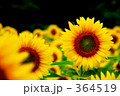 ひまわり