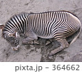暑くて死にそう