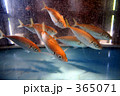 生簀の魚