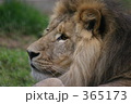 横顔ライオンアップ