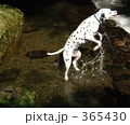 犬と清流