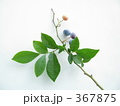 可愛いブルーベリーの枝