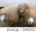 ３匹のひつじ