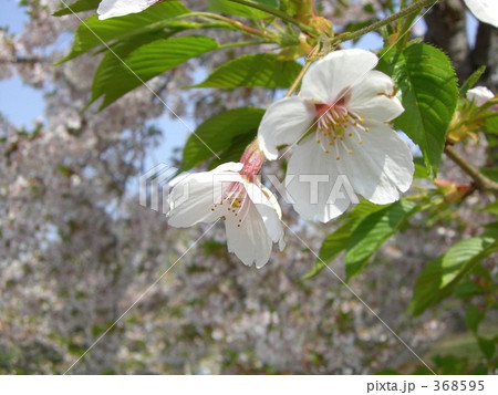 sakura sakura