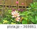 庭先の花々