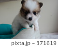 もこもこ子犬