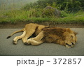 ライオンの昼寝