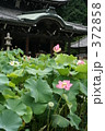 極楽浄土の蓮の花