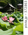 極楽浄土の蓮の花