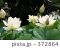 極楽浄土の蓮の花
