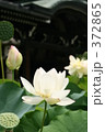 極楽浄土の蓮の花