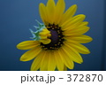 おくゆかしい向日葵